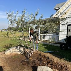 36” Box Fruitless Olive Tree 