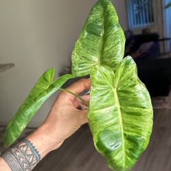 Philodendron Paraiso Verde 