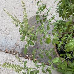 $5 Each Plants - Holy Basil