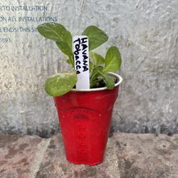 Havana Plant starter