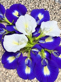 TAKE ALL Butterfly Pea seedlings