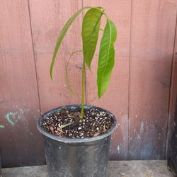 Baby Mango Tree😃😃😃😃🌿🌿🥭🥭🥭