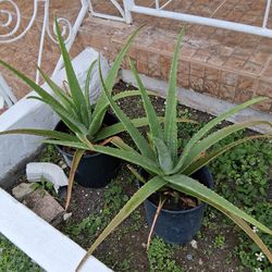 Loe plants