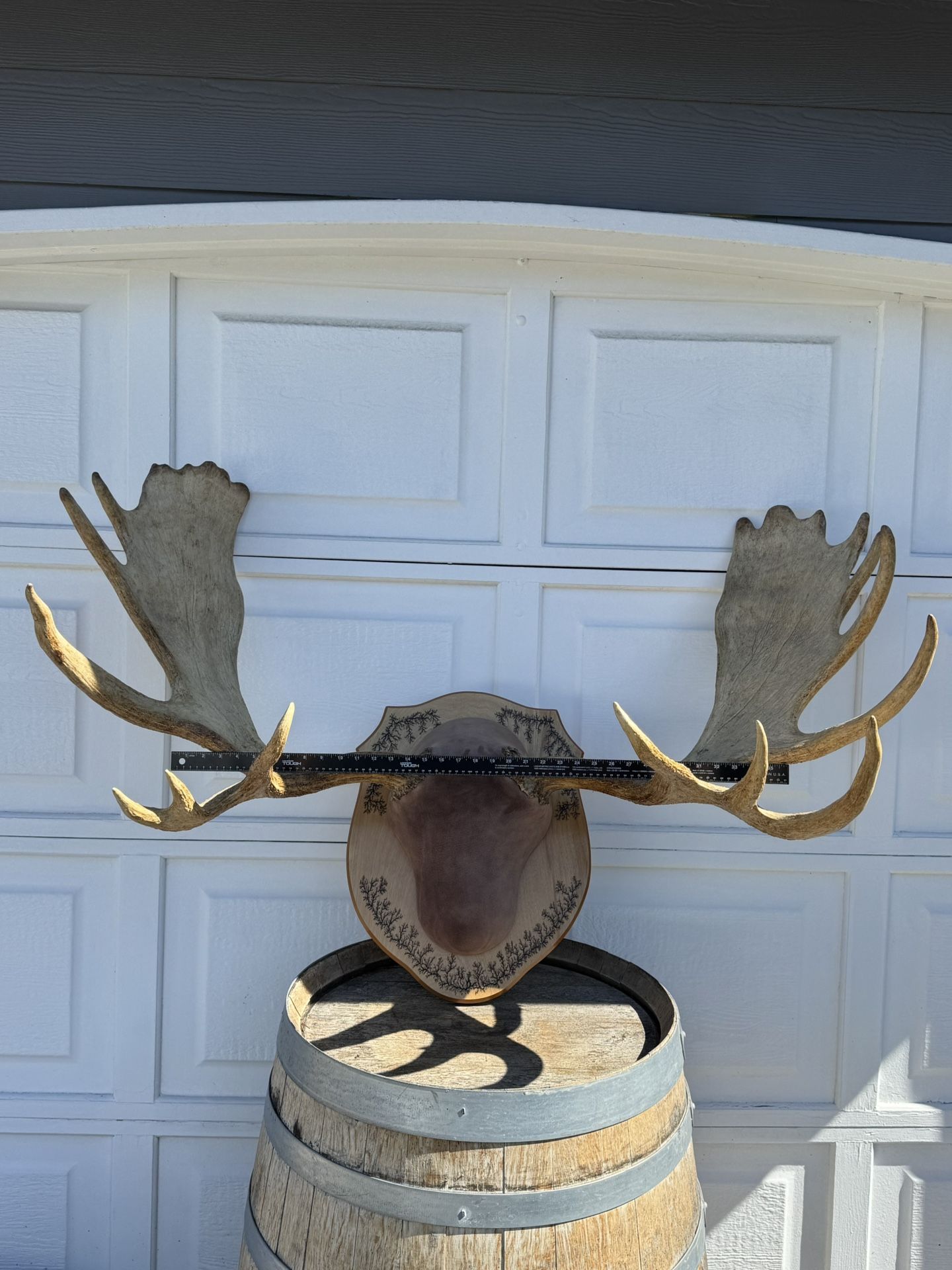 Large Moose Antlers