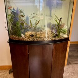 Gorgeous 34 gallon bow front aquarium and stand