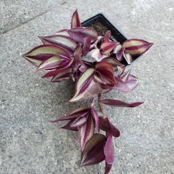 Plant For Sale