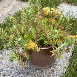 Healthy Growing  Sedum Ceramic Flower Pot 