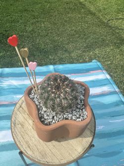 Cactus 