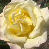 Yellow Rose