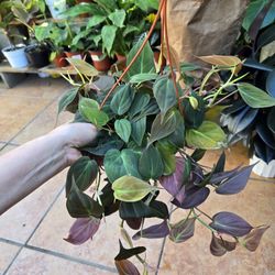 Philodendron 'Micans'