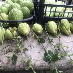 Chayote Para Sembrar Organico $5 Cada Uno 