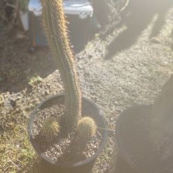 Golden Torch Cactus Plant