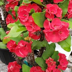 Crown Of Thorns Plant/ Corona de cristo planta 