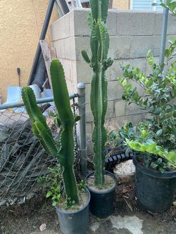 Euphoria Cactus