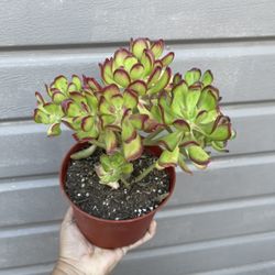 6” Sedum Dendroim 