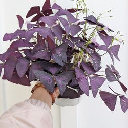 Oxalis Triangularis Purple Shamrock Plant 6" Pot - Indoor House Plants