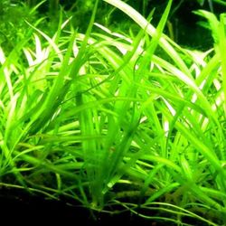Dwarf Sagittaria Aquatic Plant