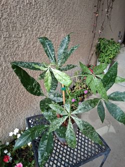Variegated Money Tree Plant $98