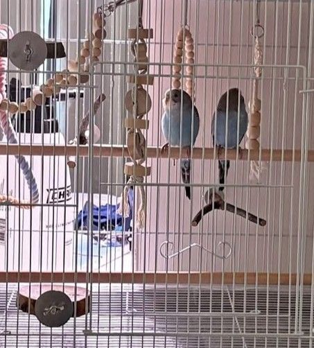 Bird Cage