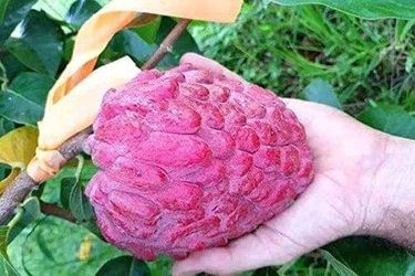 Sugar Apples 