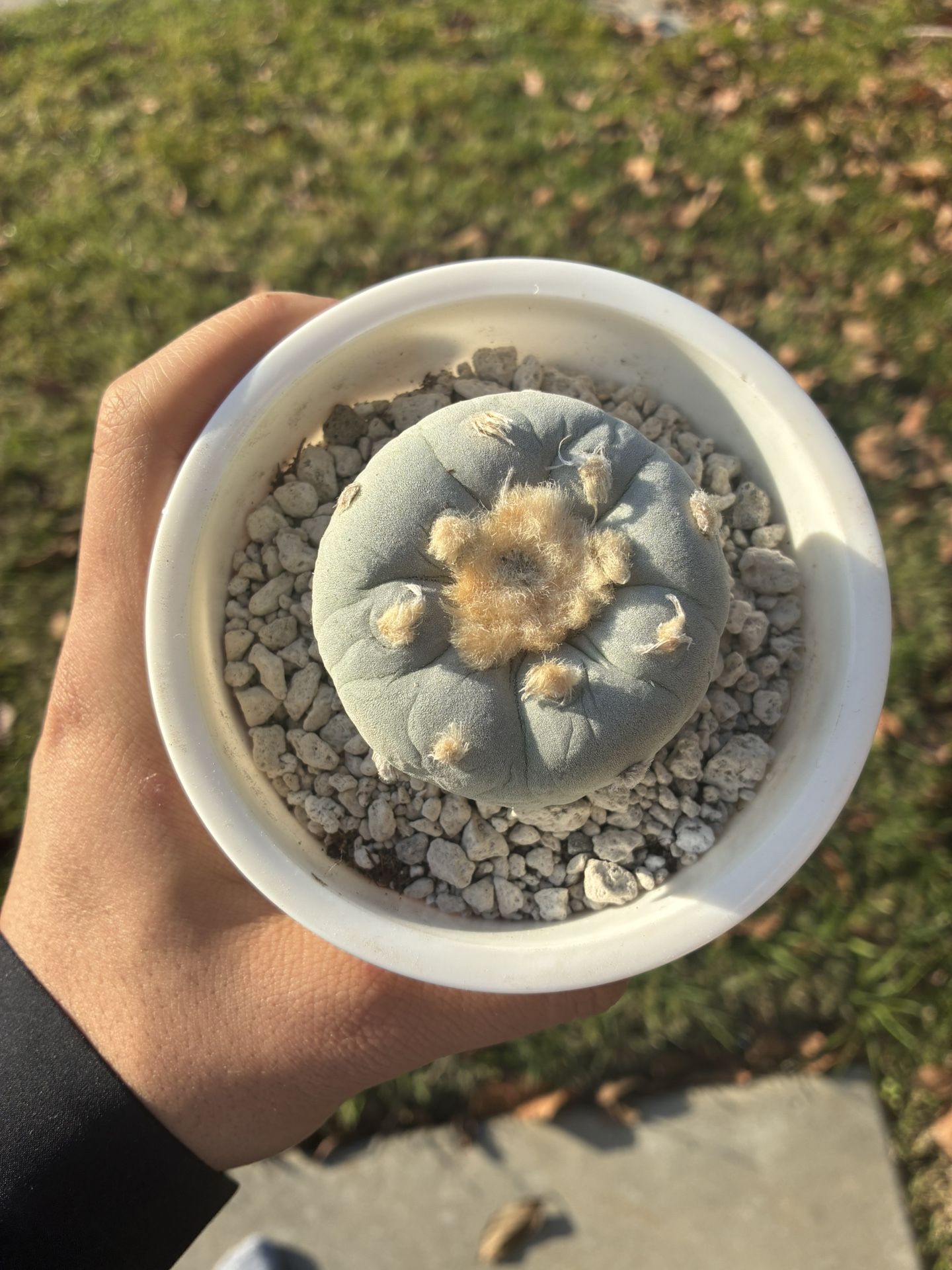 Super White Fricci Rare Cactus Plant Seed Grow.