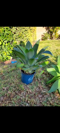 Agave Fox Tail