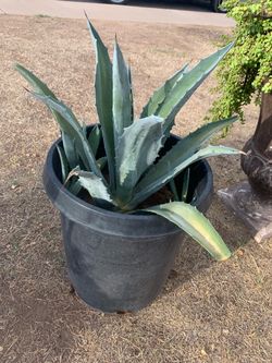 So Many Different Items Agave Plants