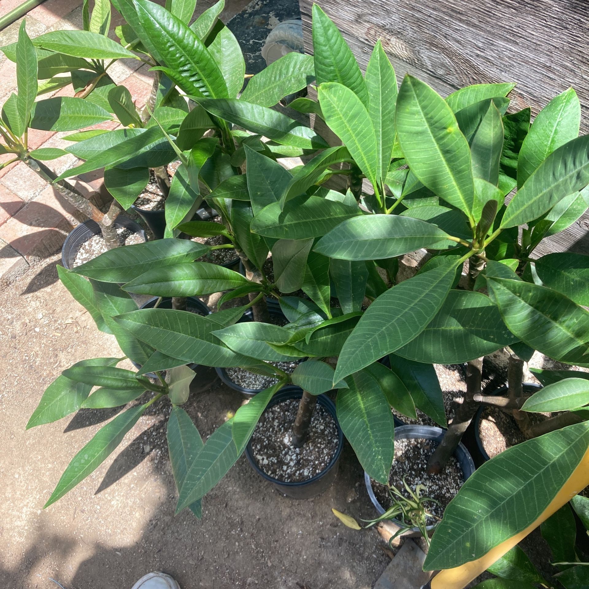 Plumerias Yellow White Blooms $5 To $10
