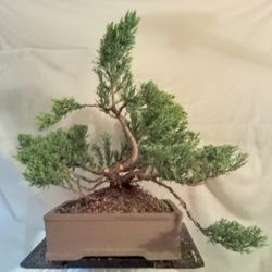 Bonsai Trees (Local)