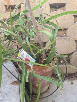 Potted red dragon fruit