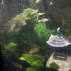 20 Gallon Fish Tank For Sale With Accessories 