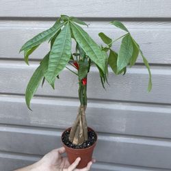 4” Money Tree