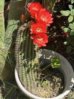 Beautiful CACTUS
