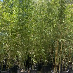 Bamboo Plant- Approximately 4-6 Feet Tall- Multiple Varieties Available 