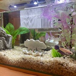 Fish Tank 3 Gallons
