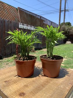Parlor Palm