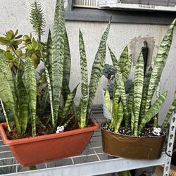 2 Healthy Snake Plants ,One Pot Measures 13 1/2 ” By 5 ”  and the other one is an Oval Shaped Pot measuring 5” by 10”   Price is $10.00    