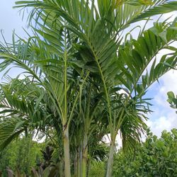 Triple Christmas Palm Trees 25gl 8ft $120🏡🏡🌴🌴
