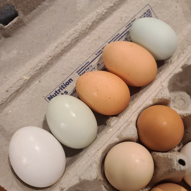 Organic Free Range Chicken Eggs