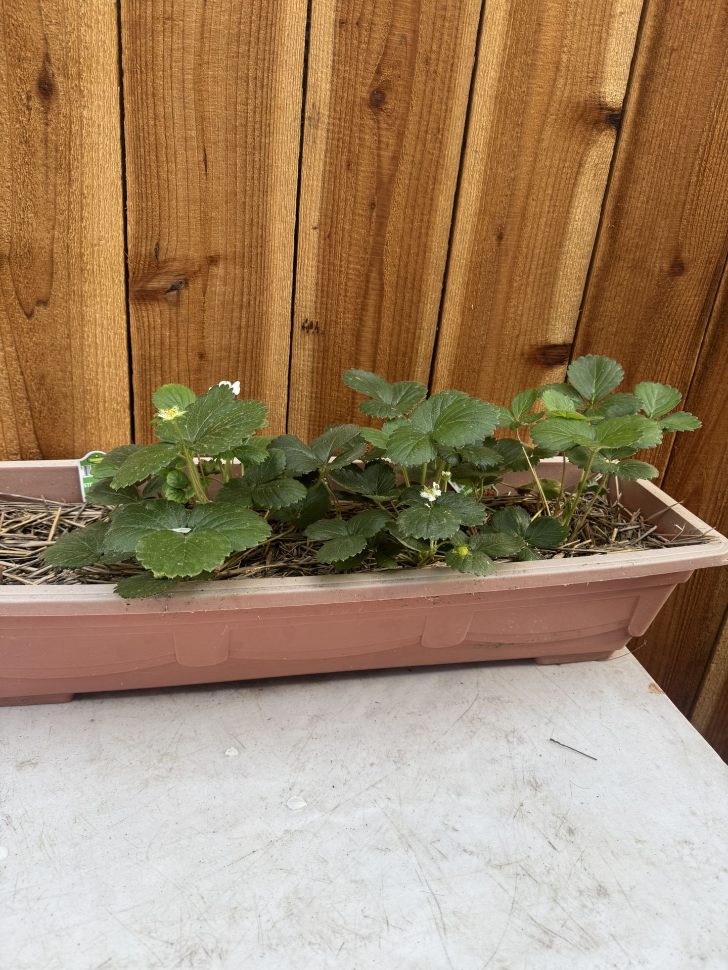 Strawberry Plant