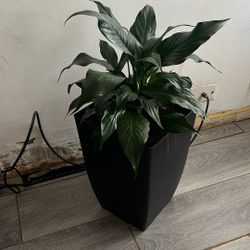 Planta Natural