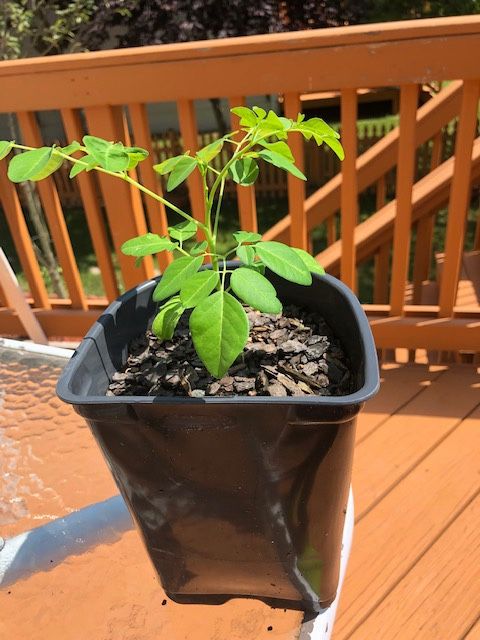 Moringa plants 🌱