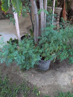 Plantas/ Plants