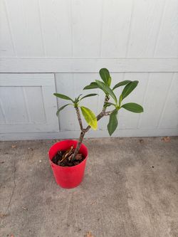 Plumeria Plant in Red Pot