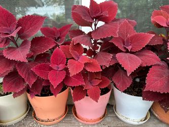 Coleus Plants