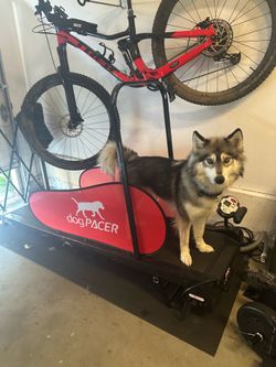 Dog Pacer LF 3.1 treadmill
