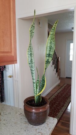 2 to 3 Feet Tall Snake Plant (Sansevieria zeylanica) Easy To Grow Live House Plant, 8-inch Grower new ceramic Pot