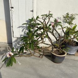Plumeria In Blue Ceramic Pot