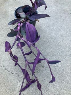 Flower Plant