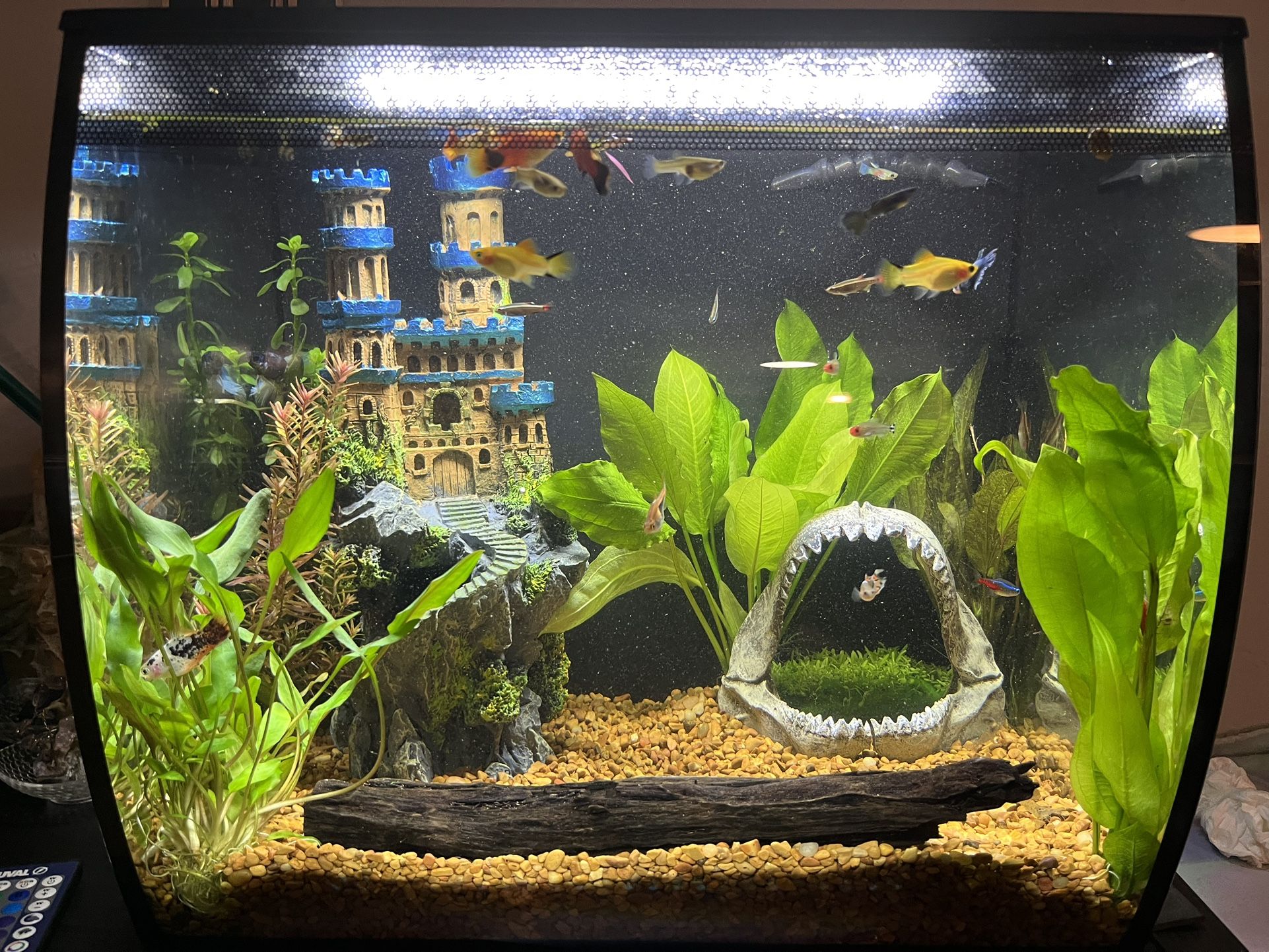 15 Gallon Fish Tank